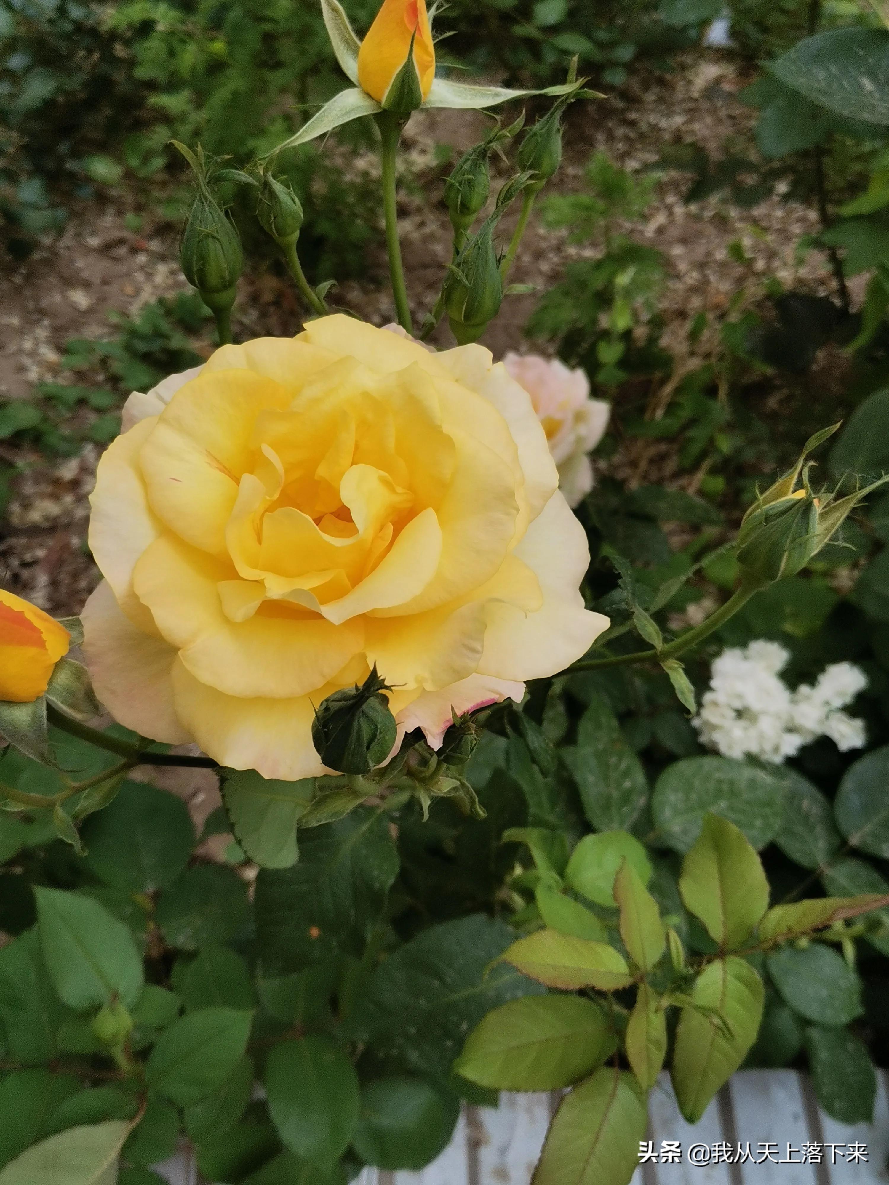 100张花朵美图,100张花图片大全