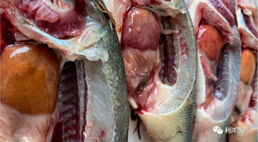 加州鲈正常死亡的表现,加州鲈为什么张口死亡