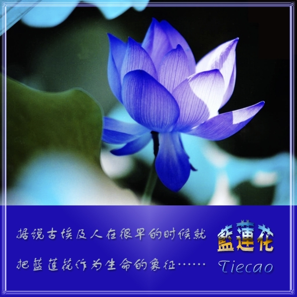 蓝莲花是啥花,蓝莲花是什么花呀