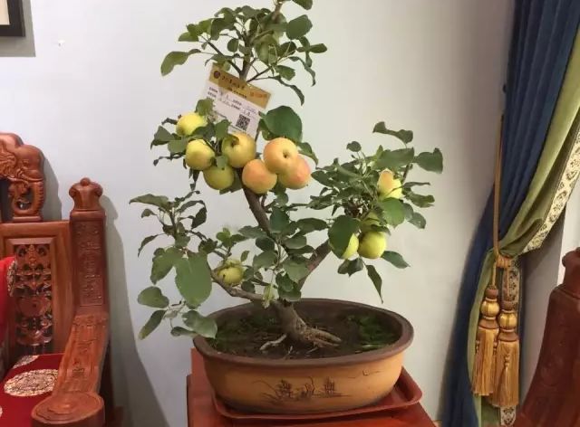 果树做盆景如何矮化,最适合做盆景的果树