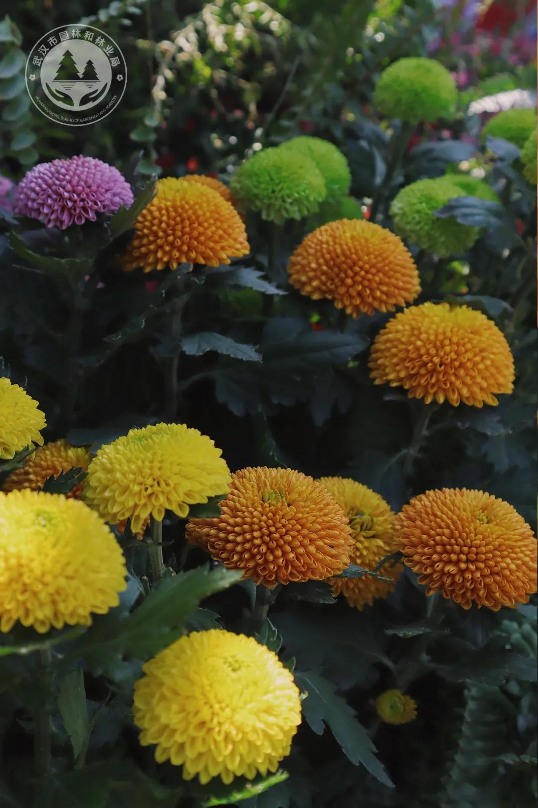 金秋时节菊展赏菊,趁着周末逛菊展