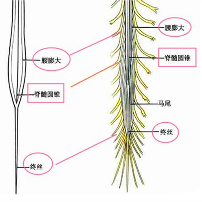 辟谣，猫咪尾巴一直不动很正常？错，不仅反常更有瘫痪风险
