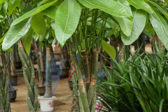 发财树7月能施什么肥,夏季发财树多久浇水更好