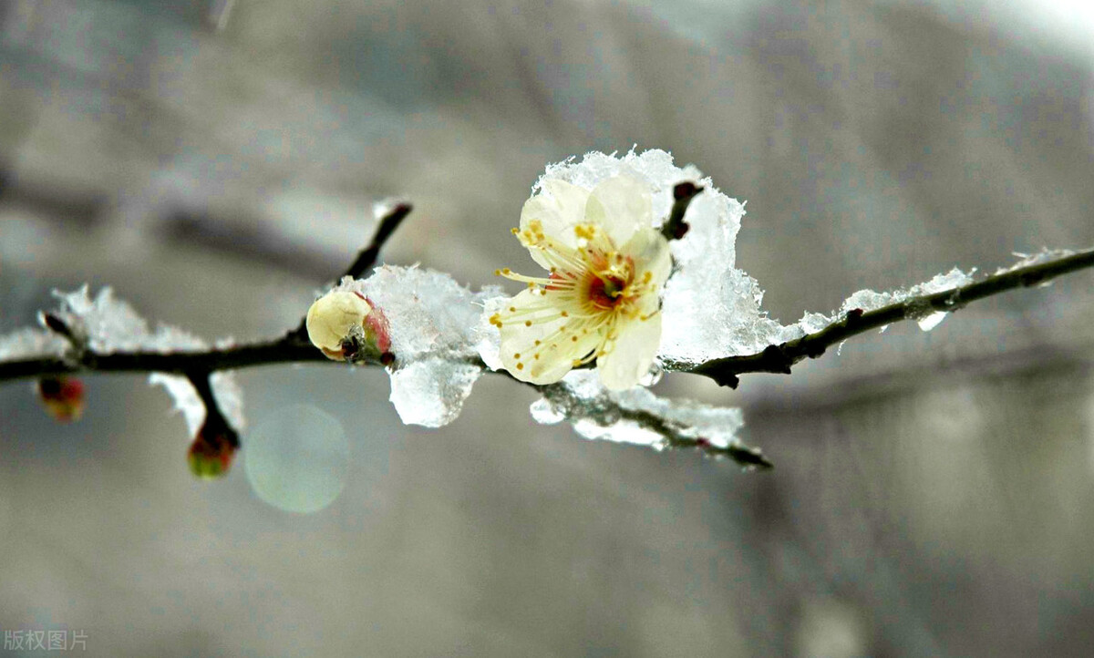 墨梅这首诗写了王冕怎样的品格,墨梅王冕古诗表达了怎样的志趣