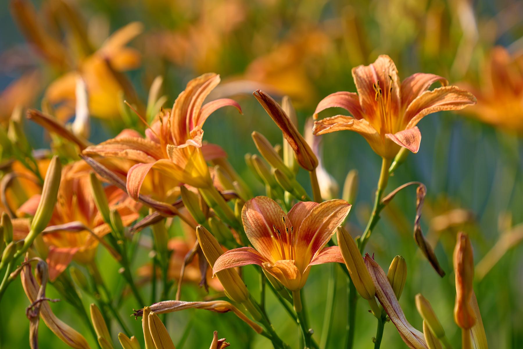 适马sigma60-600mm拍月亮,适马sigma18-50mmf2.8dcdn测评