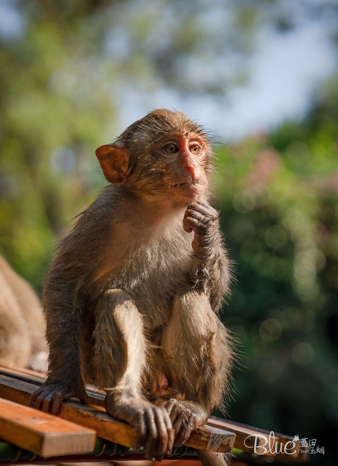 南湾岛猴王,海南南湾猴岛的猴王争夺战