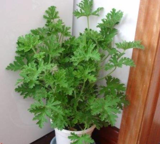 驱蚊草养花小技巧,最强驱蚊草盆栽