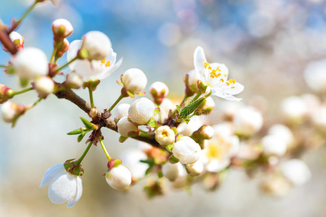 闈掑笣涓滄潵,闈掑笣涓滄潵璇楀彞