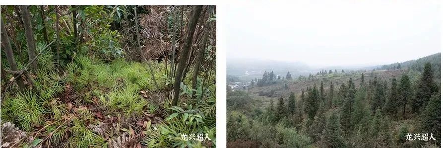 达州道地药材天麻,正宗中药材天麻