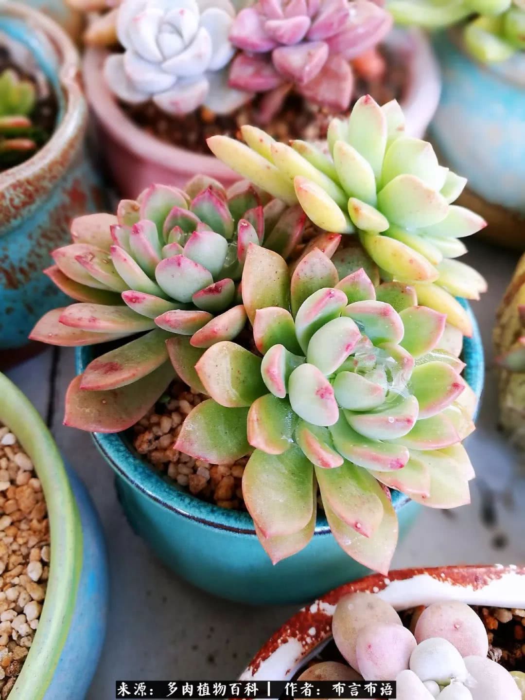 多肉的真实生活感悟,多肉的生活感悟