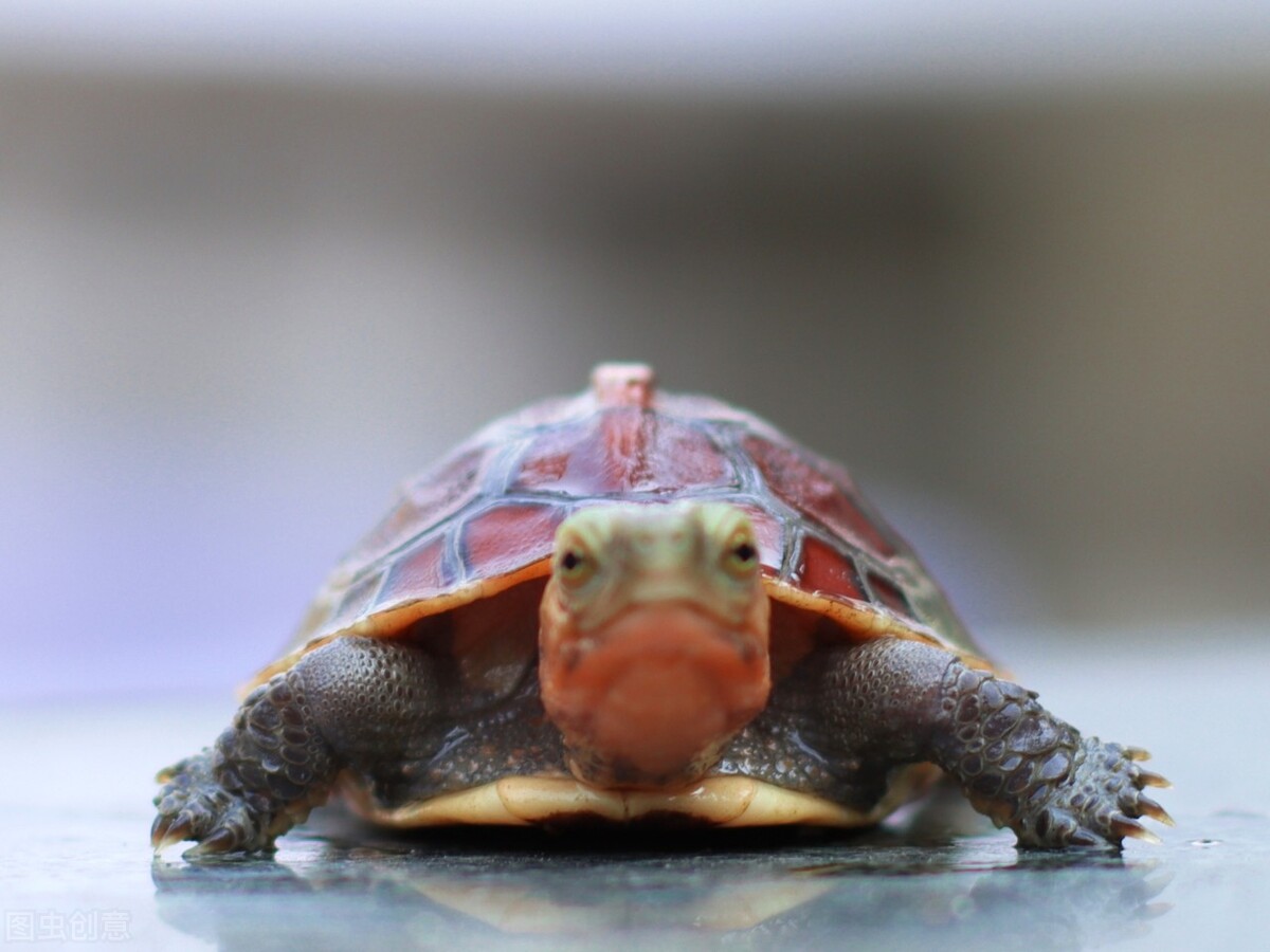 黄缘龟和红腿陆龟能一起养吗,黄缘龟是陆龟还是水龟日常怎样养