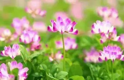 100种花的花语以及送花礼仪分享,100种花的名字和图片带花语