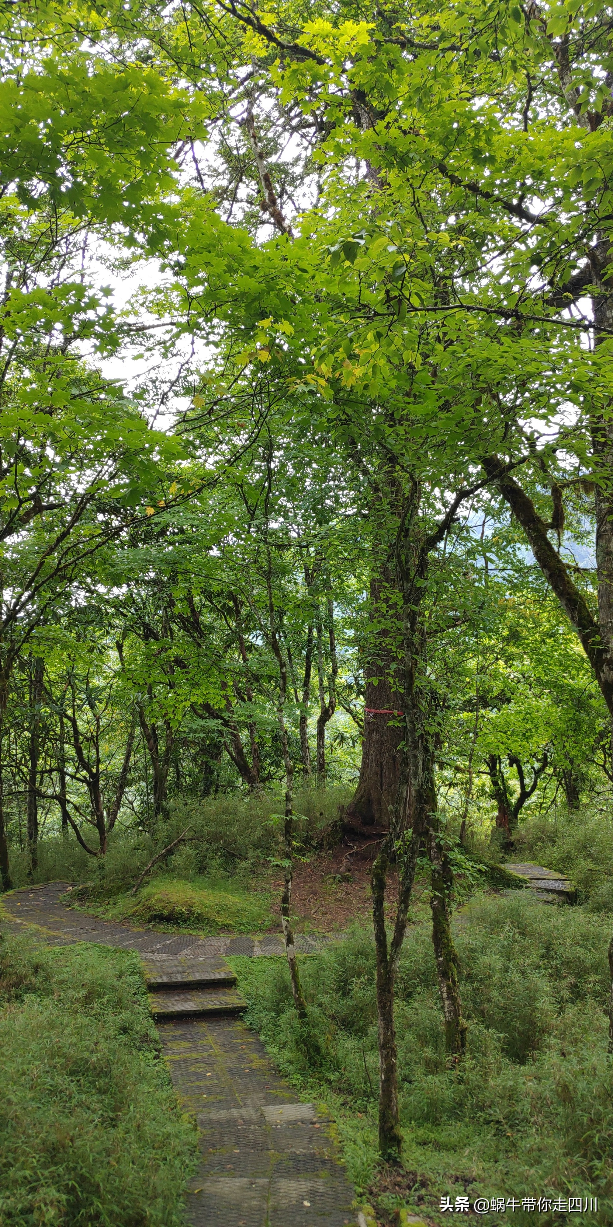 一家三口重庆到拉萨旅游攻略预算,一家三口成都去拉萨大概要多少钱