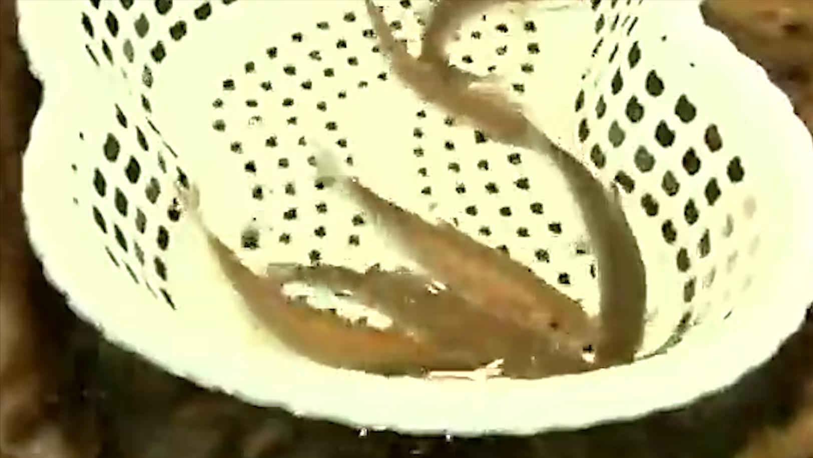 老人因做梦家中挖出鱼泉,老汉托梦掘地16米挖出鱼泉