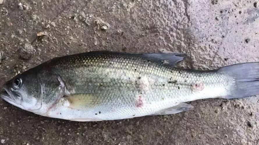 越冬期水霉病高发如何防控,冬天水霉病最佳治疗方法