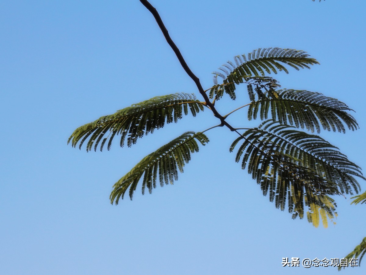 手绘松鼠的画法,手绘一群松鼠