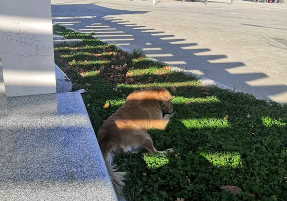 金毛总喜欢出去咋办,金毛老是外出