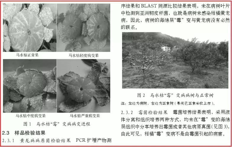 柑橘知识,柑橘常识