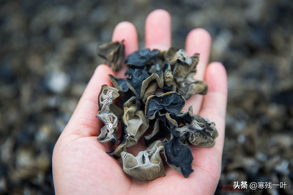 纯天然的野生木耳生长过程,山里采的野生木耳一斤多少钱