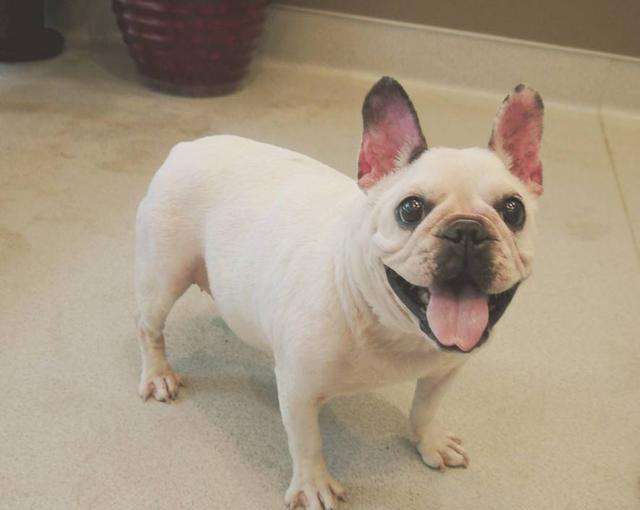 法牛的优点和缺点,法牛好养吗