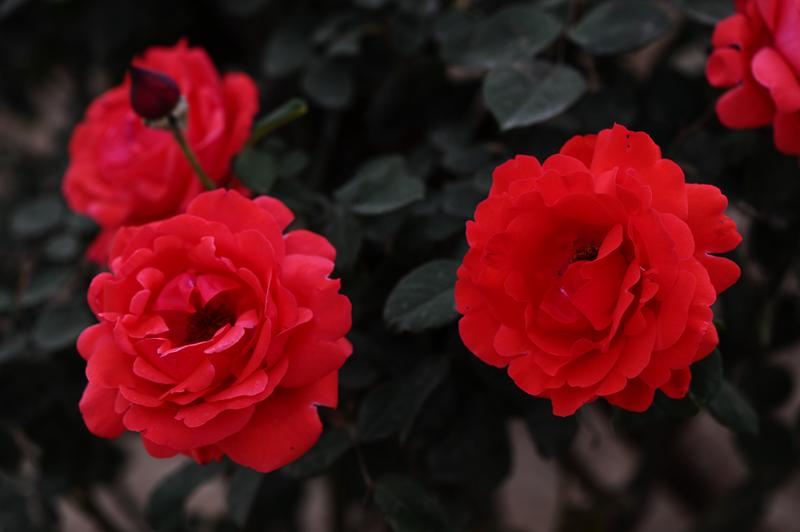 大兴月季园的月季有多少种,北京最大的月季基地在哪