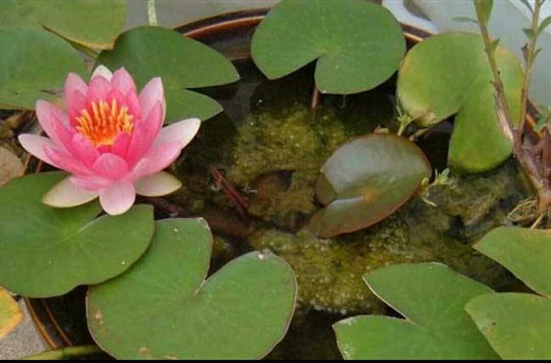 睡莲怎么养才有开花的现象,睡莲在室内如何养护才能快速开花