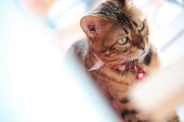 一镜走天下佳能,佳能rf24-105mmf4一代与二代