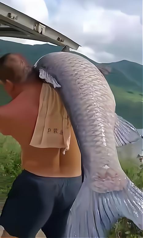 一男子钓鱼被一大妈买下放生,沈阳男子在棋盘山水库钓到大鱼