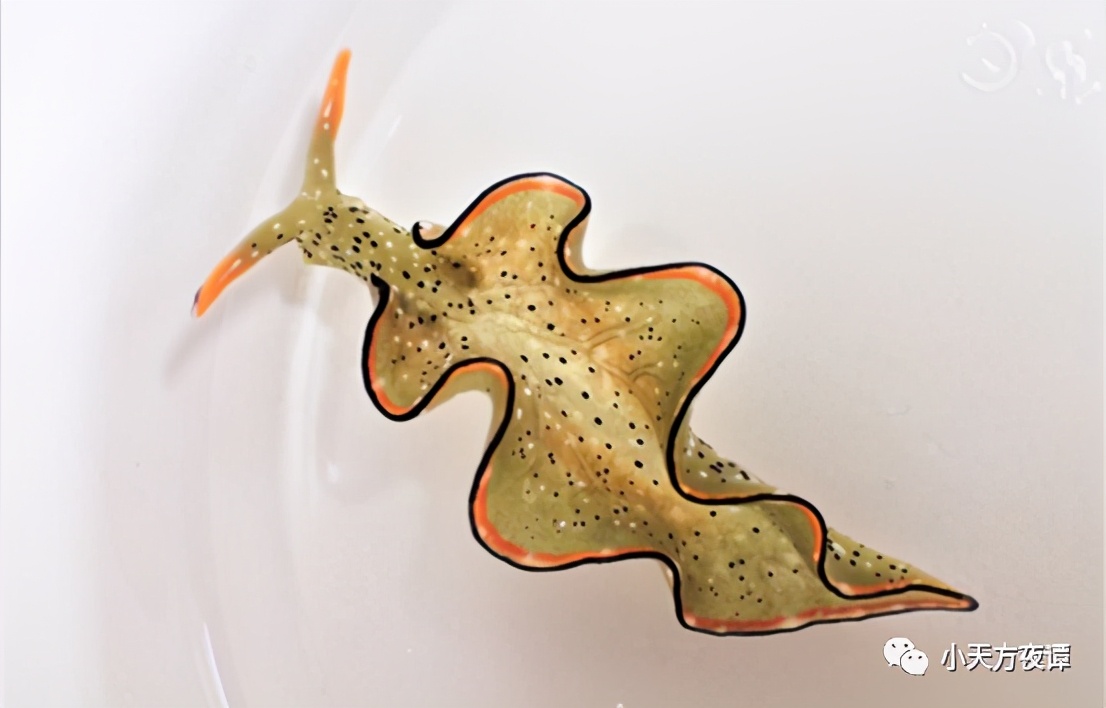 蚯蚓变成一个球了还能活吗,海蛞蝓再生和蚯蚓再生