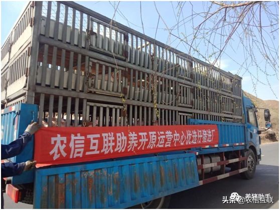 养猪养殖创业,养猪的盈利模式