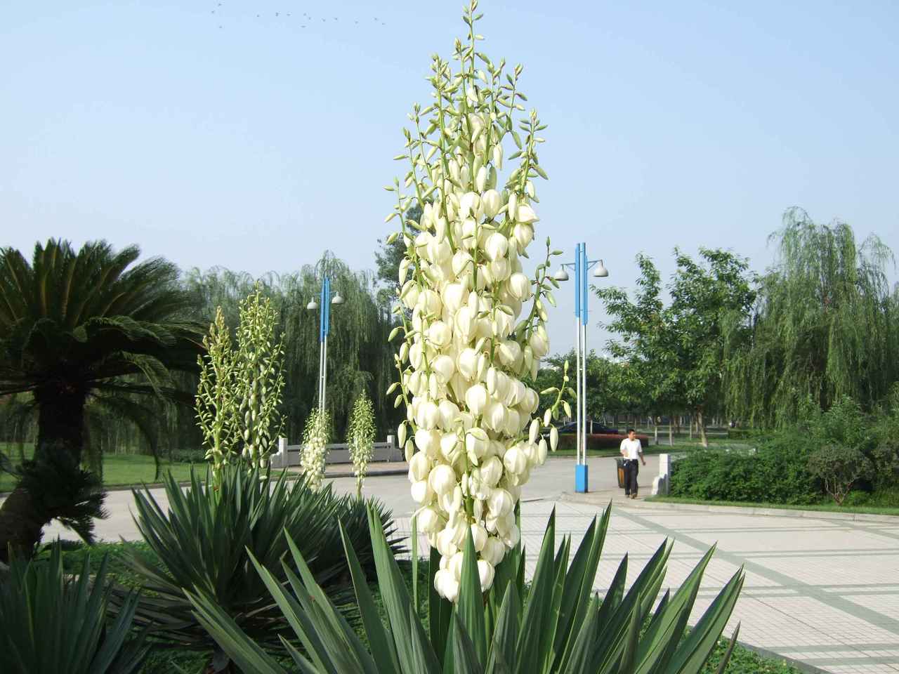 植物世界丨40款人见人爱的爆火花卉居然都是入侵植物，丢弃要犯罪