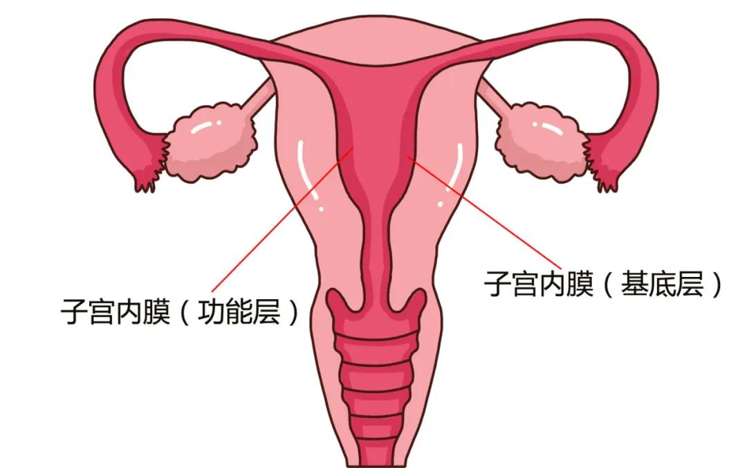 生育能力评估怎么检查,想要生个孩子怎么调理身体