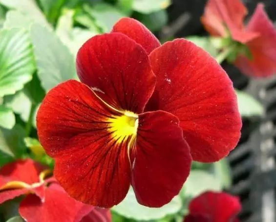 三色堇是一种花吗,鬼脸花三色堇