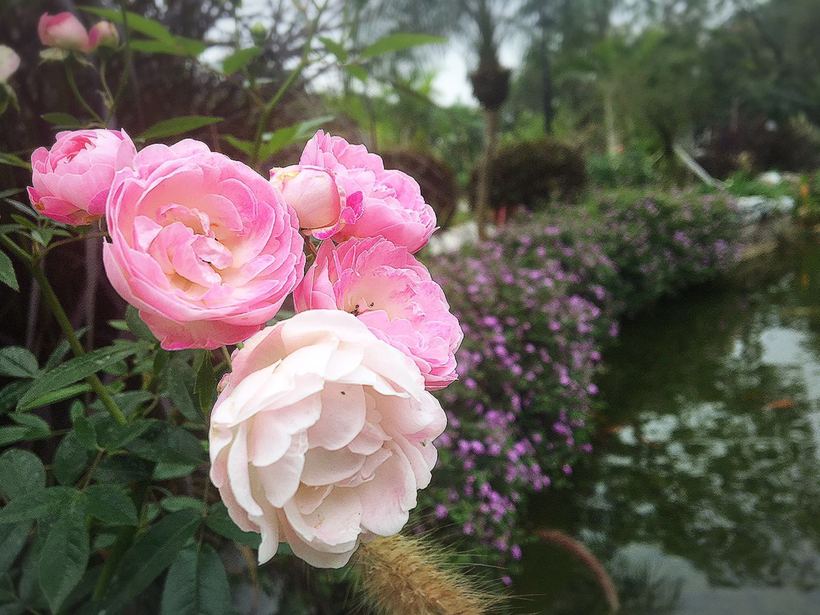 横琴相思瀑布要门票吗,相思瀑布珠海附近景点