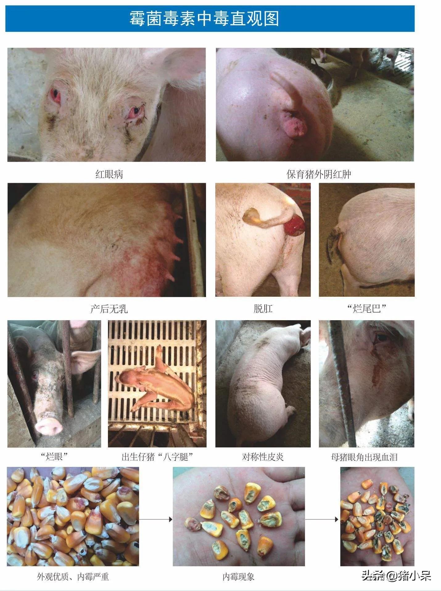 妊娠母猪呕吐,母猪产死胎的原因及防治方法