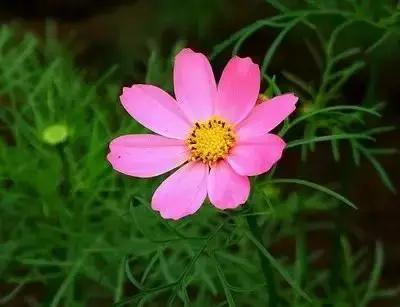 100种花的花语以及送花礼仪分享,100种花的名字和图片带花语