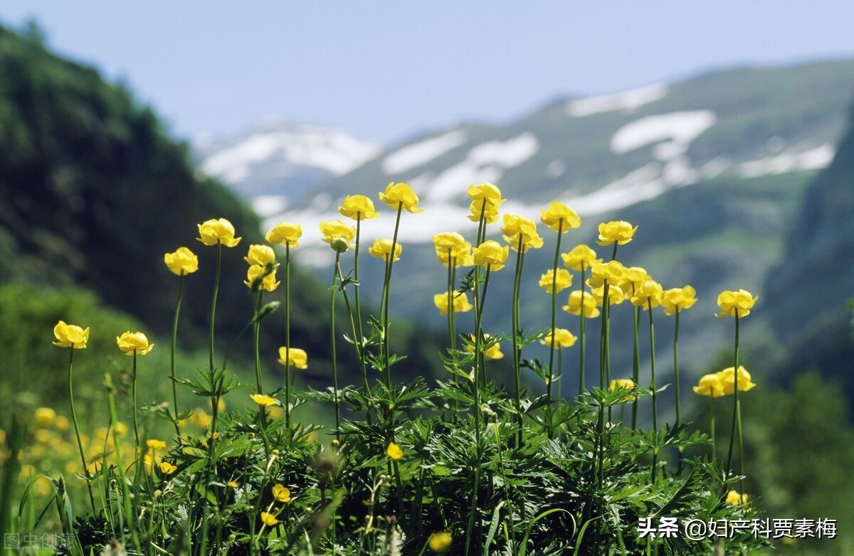 外阴炎和外阴炎怎么治疗,外阴炎看不好吗