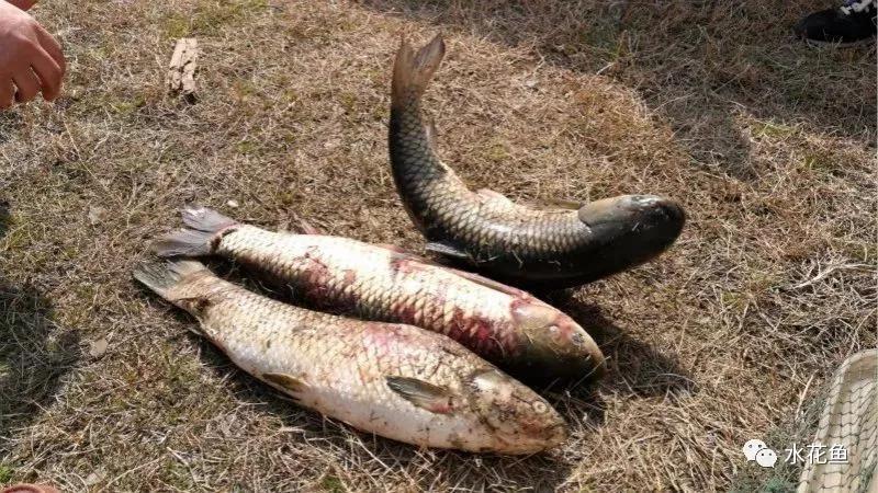 越冬综合症鱼病要多久能治好,鱼瘟病是怎么回事