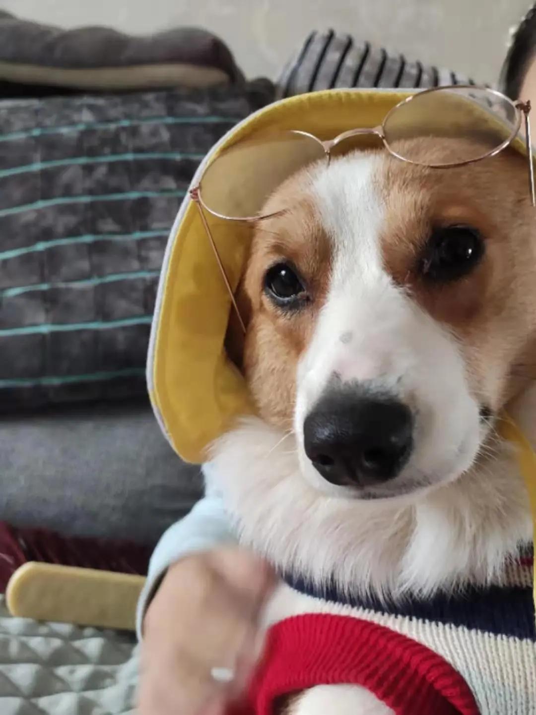 男生猛犬穿女装,男生细狗穿女装