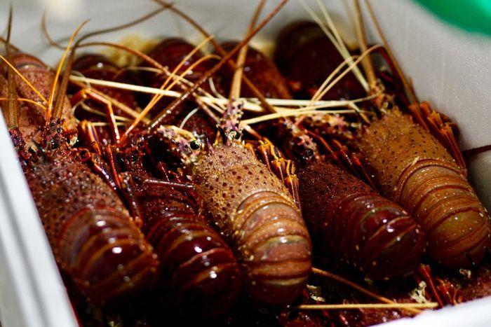 龙虾换口罩？澳洲花7亿包机卖龙虾到中国，返程时装满医疗物资