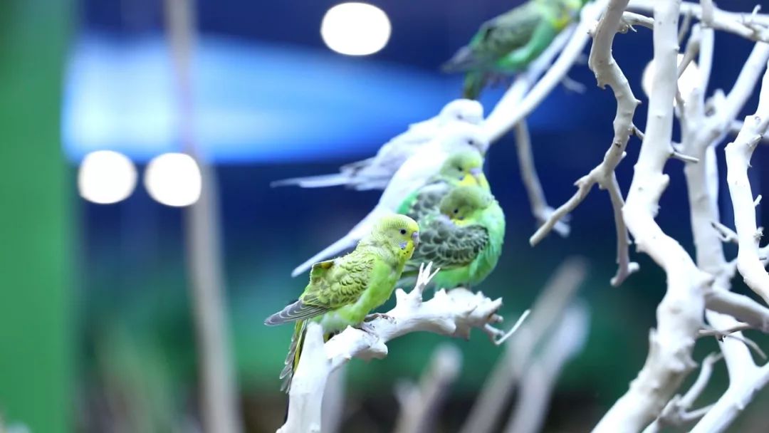 亲子必打卡动物园,动物园观赏园萌宠乐园等你打卡