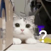 为什么猫咪一见你就要跑,为什么你一靠近猫它就躲开