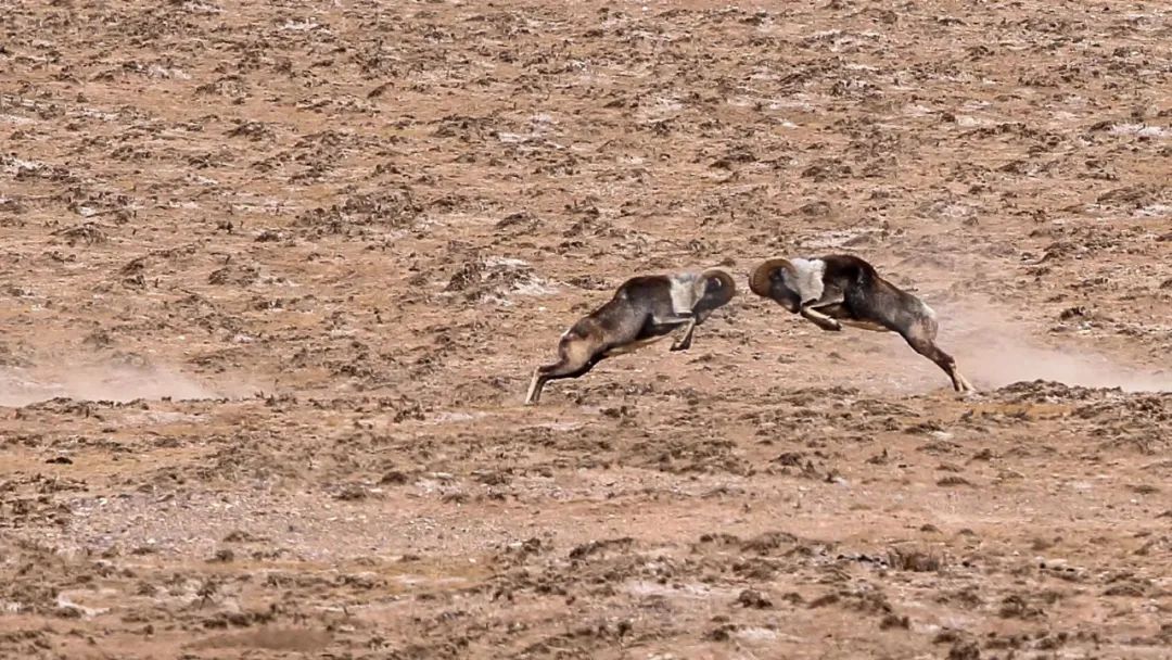 淘客代理系统小程序,淘客代理app怎么在群里发单