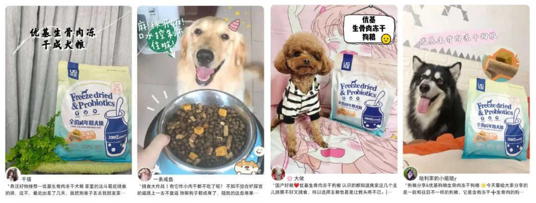 不办狗证狗被抓,不办狗证的狗被抓走会怎样