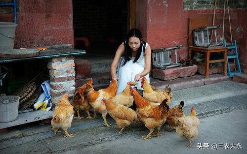 养鸡用药预防流程,养鸡病症与治疗