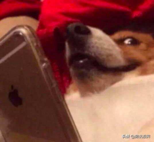 美国留学生打劫奢侈品店,中国留学生趁火打劫奢侈品