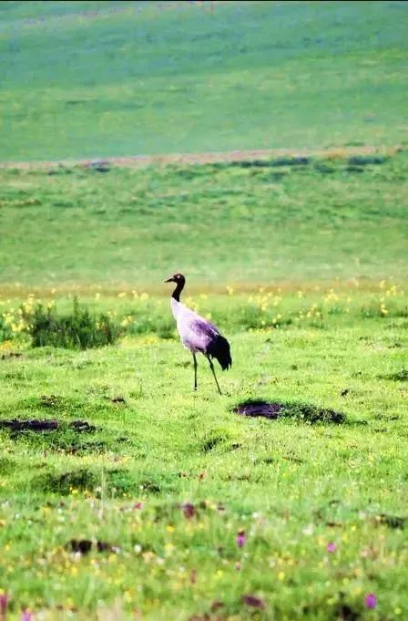 川西若尔盖草原，7月迎来颜值巅峰，温度不到20℃！避暑走起