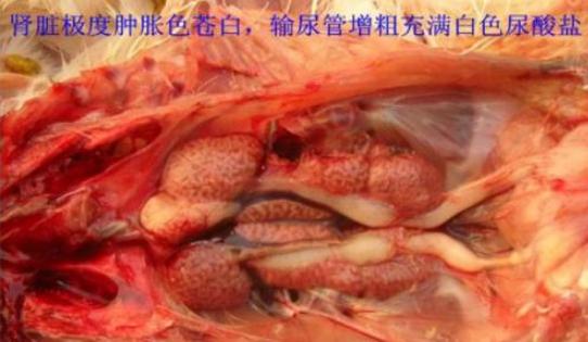 如何诊治鸡的痛风病呢,鸡痛风病怎么引起的