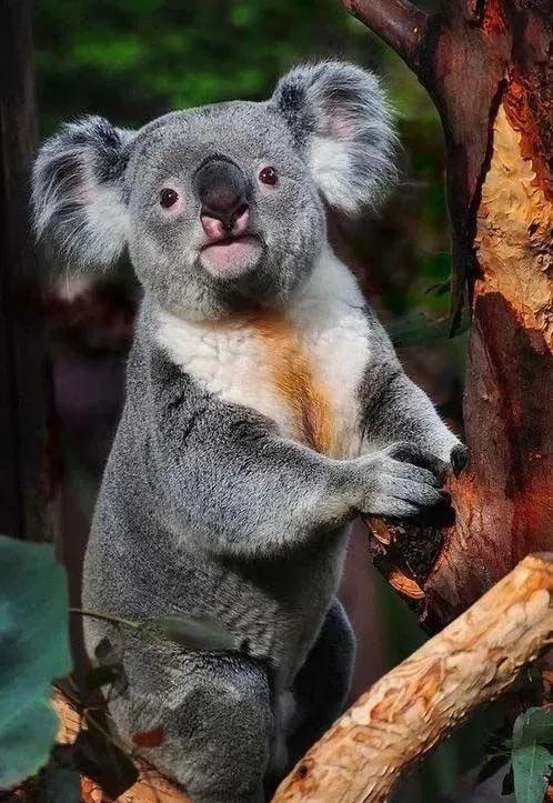 中国有多少只考拉,中国的考拉是什么样的动物