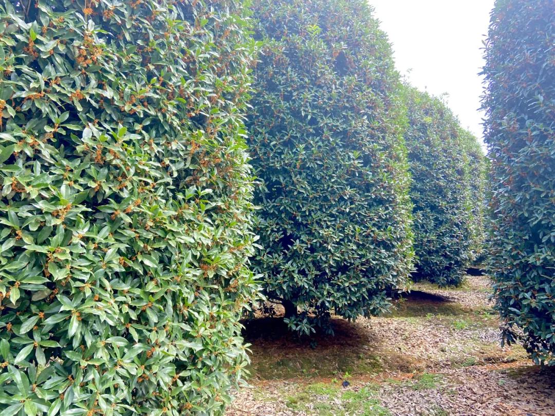 成都郫县桂花最好的地方,成都蒲江桂花观赏地